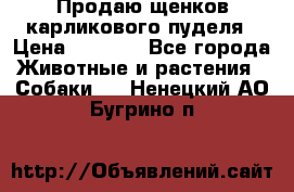 Продаю щенков карликового пуделя › Цена ­ 2 000 - Все города Животные и растения » Собаки   . Ненецкий АО,Бугрино п.